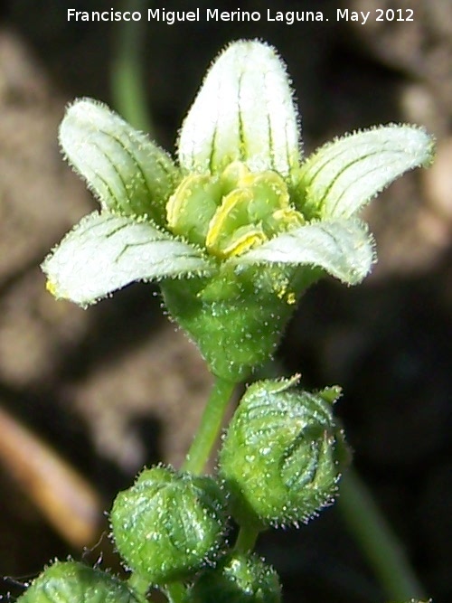 Pepinillos del diablo - Pepinillos del diablo. Flor. El Hacho - Alcal la Real