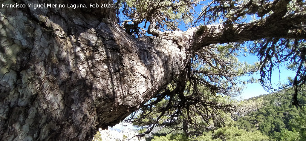 Pinar del Caba�as - Pinar del Caba�as. Rama