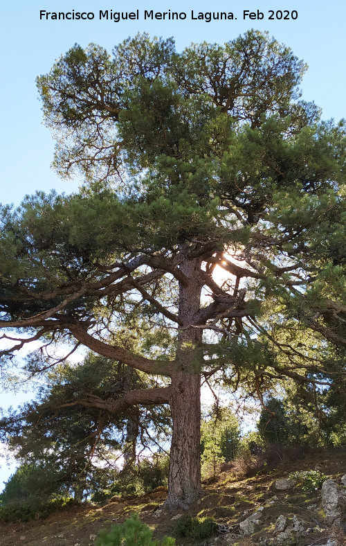 Pinar del Caba�as - Pinar del Caba�as. 