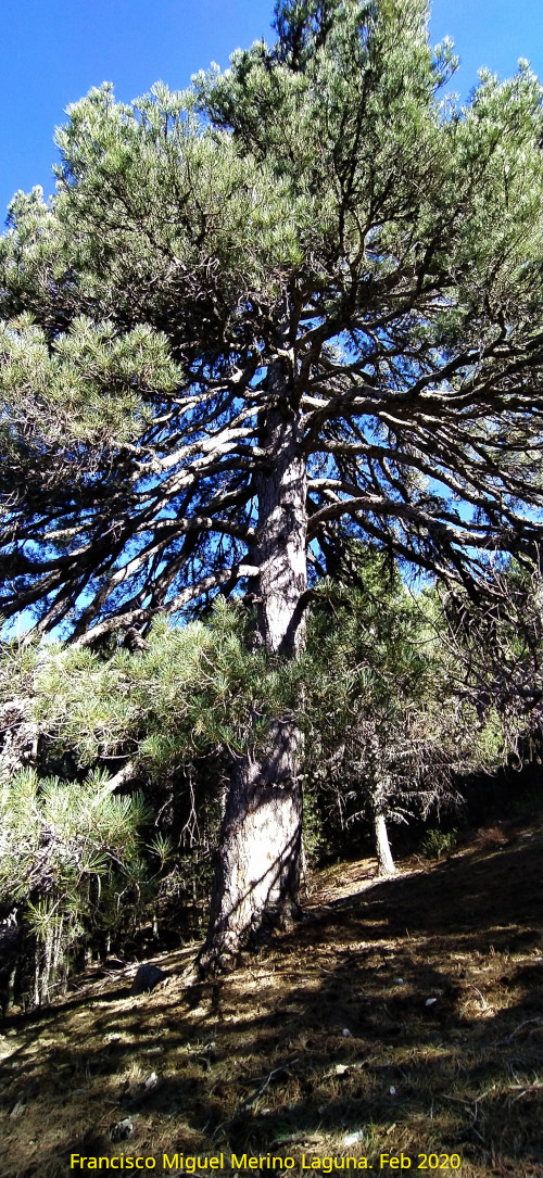 Pinar del Caba�as - Pinar del Caba�as. Loma de Cagasebo - Quesada