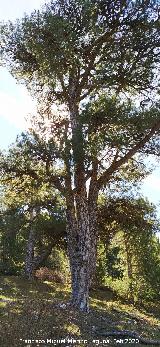 Pino laricio - Pinus nigra. Loma de Cagasebo - Quesada
