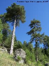 Pino laricio - Pinus nigra. Segura