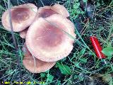 Senderuela - Marasmius oreades. 