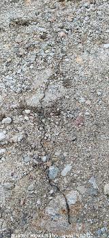 Polilla Procesionaria del pino - Thaumetopoea pityocampa. Loma del Leganillo - Quesada