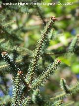 Pinsapo - Abies pinsapo. Cazorla