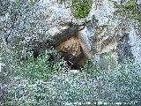 Cueva del Arroyo de la Cueva. 