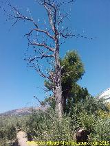 Casera Santo Cristo de la Asomada. Gran rbol muerto