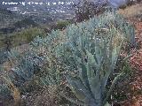 Cactus Pita - Agave americana. Jan