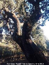 Encina de Luis Rodrguez. Lugar donde descansaron los canjilones de la noria