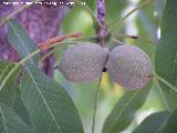 Noguera - Juglans regia. Prado Maguillo (Santiago Pontones)