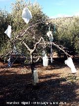 Curiosidades. rbol espantapjaros en la Loma del Caballo - Castillo de Locubn