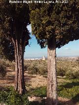 Torre Quebrada. Desde los cipreses de la Casera de Torrequebrada