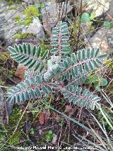 Garbancillo del diablo - Astragalus lusitanicus. Cascada de la Cimbarra - Aldeaquemada