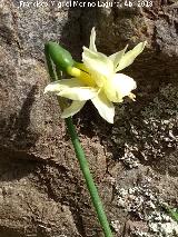 Narciso Junquillo plido - Narcissus triandrus subsp pallidulus. Cimbarrillo - Aldeaquemada