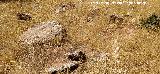 Necr�polis dolm�nica del Guadal�n. 
