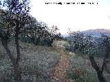 Cordel del Collado de la Yedra. Entre almendros