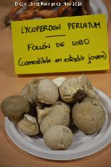 Peo de lobo - Lycoperdon perlatum. Navas de San Juan