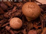 Peo de lobo - Lycoperdon perlatum. Zagrilla Baja - Priego de Crdoba