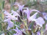 Romero - Rosmarinus officinalis. Cerro Montaes - Jan