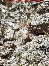 Chinche Phyllophya laciniata - Phyllophya laciniata. Torre de la Cabeza - Pegalajar