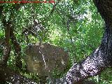 Canjorro. Rocas entre la vegetacin