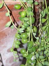 Rosario - Senecio rowleyanus. Hojas. Crdoba