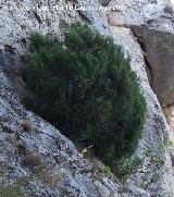 Sabina mora - Juniperus phoenicea. Los Villares