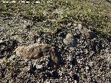 Torre ibero romana de Cerro Alto. Grandes bloques de piedra con cermica dispersa