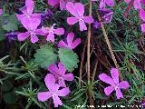 Violeta de Cazorla - Viola cazorlensis. Banderillas - Santiago Pontones