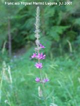 Salicaria - Lythrum salicaria. Segura