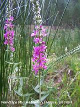 Salicaria - Lythrum salicaria. Segura