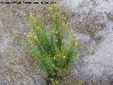 Salvio - Inula crithmoides. Santa Pola