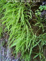 Grasilla - Pinguicula vallisneriifolia. Travertinos del Ro Borosa - Santiago Pontones