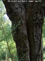 Tamarisco - Tamarix gallica. Corteza. Pea del Olivar - Siles