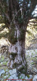 Tejo - Taxus baccata. Tronco - Quesada