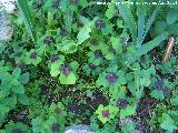 Trbol manchado - Medicago arabica. Las Castaetas - Villacarrillo