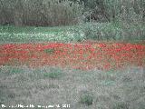 Amapola - Papaver rhoeas. Campo de amapolas. Antequera