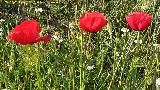 Amapola - Papaver rhoeas. Laguna del Pizorro - Gnave