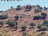 Yacimiento ibero del Cerro de la Cruz. 