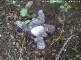 Estrella de tierra estriada - Geastrum hygrometricus. La Camua - Alcal la Real