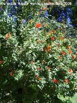 Trompeta trepadora - Campsis radicans. Crdoba