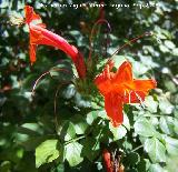 Trompeta trepadora - Campsis radicans. Crdoba