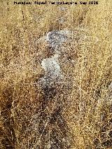 Yacimiento Cortijo del Fondo de las Caseras de San Isidro. Muro