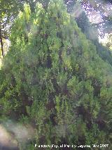 Tuya - Thuja orientalis. Crdoba