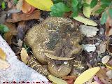 Pisolito tinctreo - Pisolithus arhizus. Zagrilla Baja - Priego de Crdoba