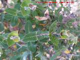 Madreselva mediterr�nea - Lonicera implexa. Cerro Cerraj�n - Los Villares