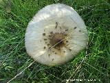 Apagador - Macrolepiota procera. 