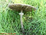 Apagador - Macrolepiota procera. 