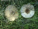 Apagador - Macrolepiota procera. 