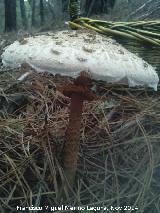 Apagador - Macrolepiota procera. El Vaquerizo - Castellar